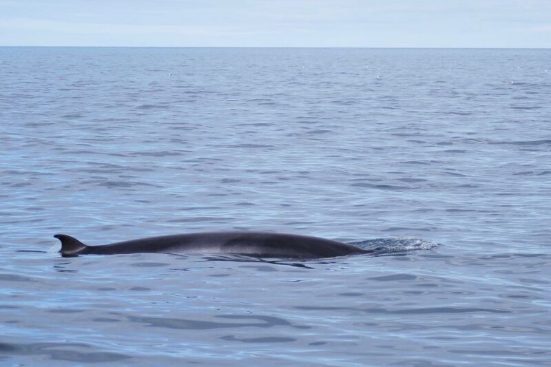 Reykjavik: the Original 3-Hour Whale Watching Tour - The Environment and Responsible Wildlife Watching