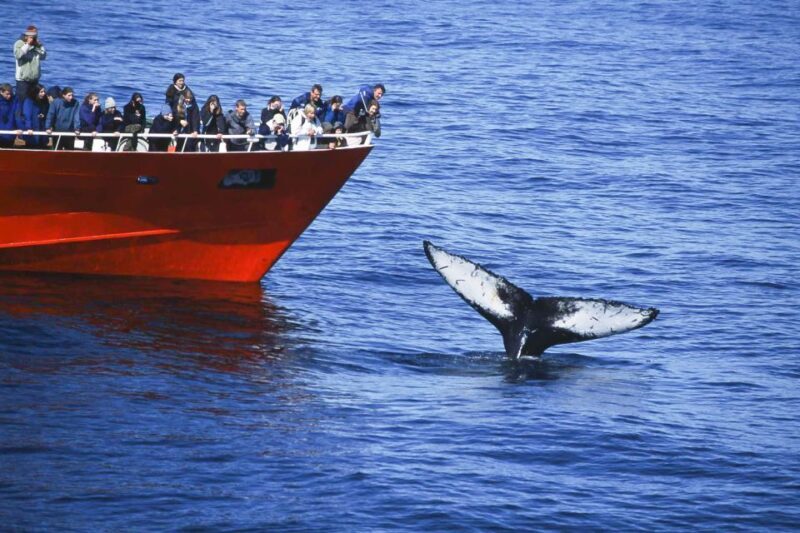 Reykjavik: the Original 3-Hour Whale Watching Tour - The Overall Experience: Authentic, Educational, and Fun