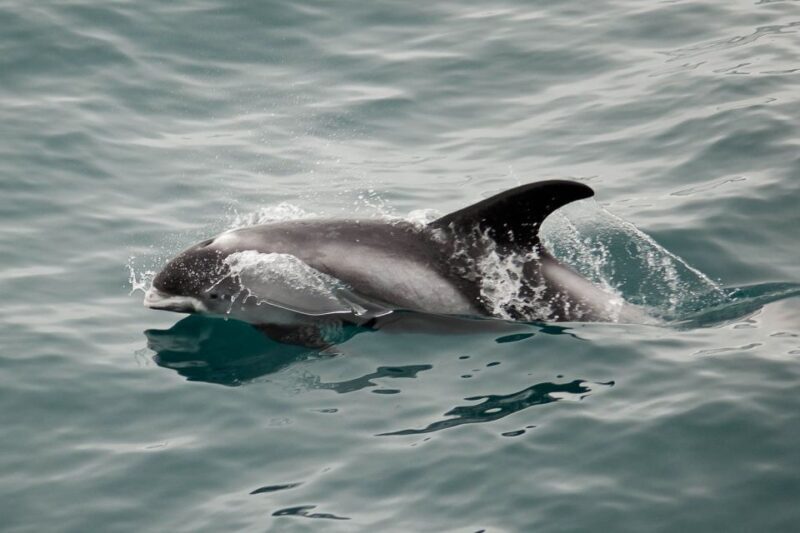 Reykjavik: the Original 3-Hour Whale Watching Tour - The Weather and How It Affects Your Trip