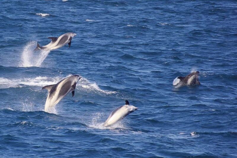 Reykjavik: the Original 3-Hour Whale Watching Tour - Who Should Consider This Tour?
