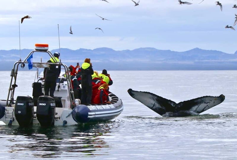Reykjavik: Whale and Puffin Watching RIB Boat Tour - Key Points