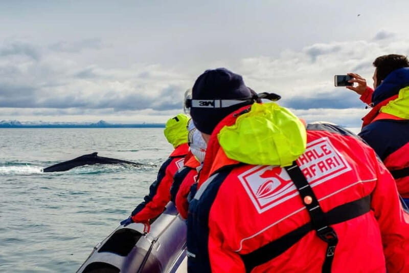 Reykjavik: Whale and Puffin Watching RIB Boat Tour - A Detailed Look at the Experience