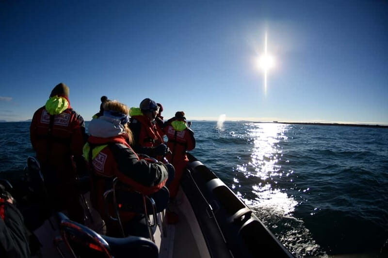 Reykjavik: Whale and Puffin Watching RIB Boat Tour - Final Thoughts
