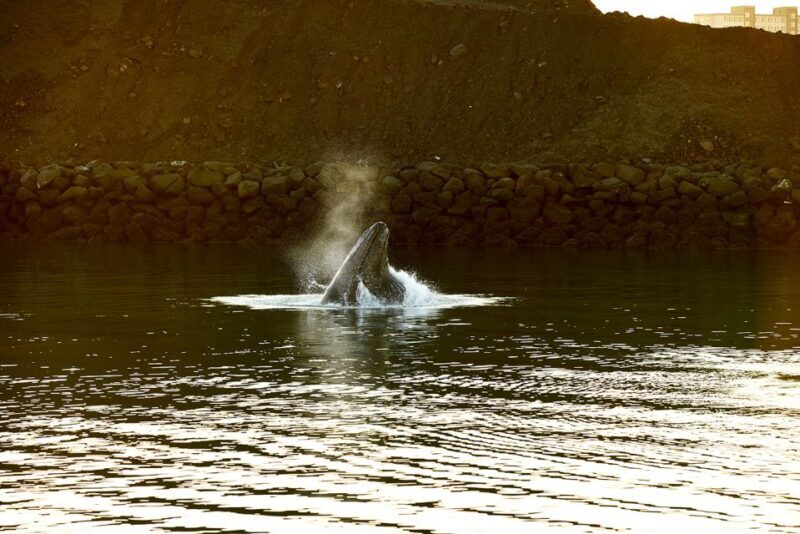 Reykjavik: Whale & Marine Adventure Tour - Authentic Marine Encounters and Challenges