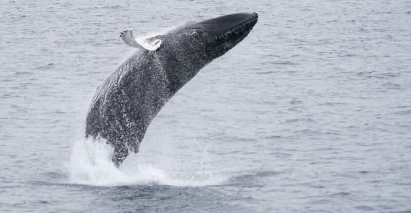 Reykjavik: Whale & Marine Adventure Tour - How the Tour Compares to Other Options