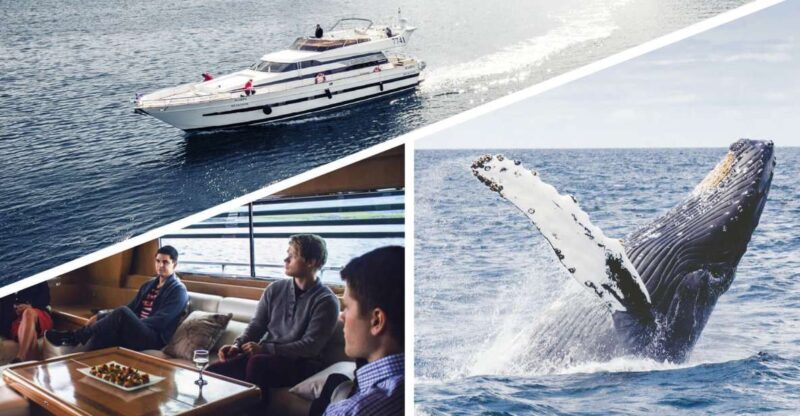 Reykjavik: Whale Watching and Dolphin Watching Yacht Cruise - Reykjavik: Whale Watching and Dolphin Watching Yacht Cruise — A Close Encounter with Iceland’s Marine Wonders