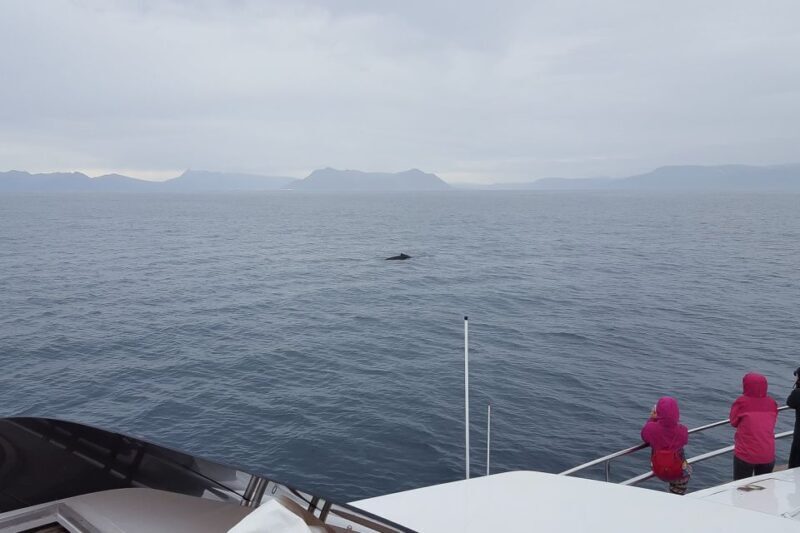 Reykjavik: Whale Watching and Dolphin Watching Yacht Cruise - The Sum Up: Is This Tour Worth It?