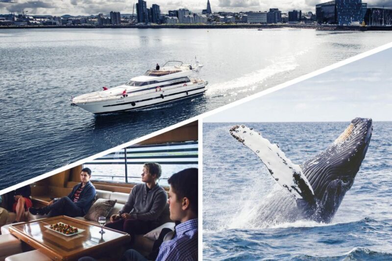 Reykjavik: Whale Watching and Dolphin Watching Yacht Cruise - FAQ: Your Common Questions Answered