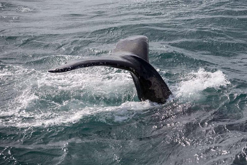 Reykjavik: Whale Watching and Lava Tunnel Combo Tour - Itinerary Breakdown