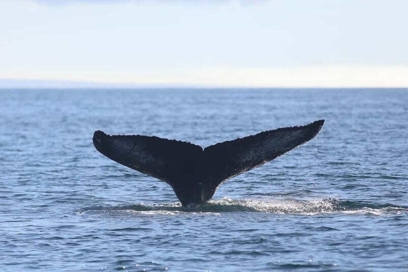 Reykjavik: Whale Watching and Lava Tunnel Combo Tour - What Travelers Say