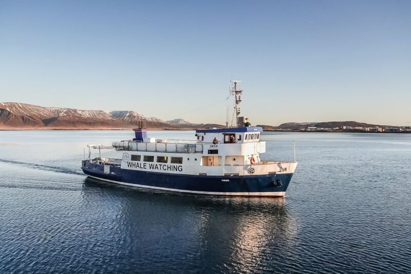 Reykjavík: Whale Watching and Marine Life Cruise - An In-Depth Look at Reykjavík’s Whale Watching Experience