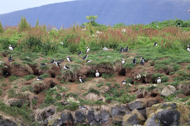 Reykjavik: Whale Watching and Puffin Excursion - Key Points