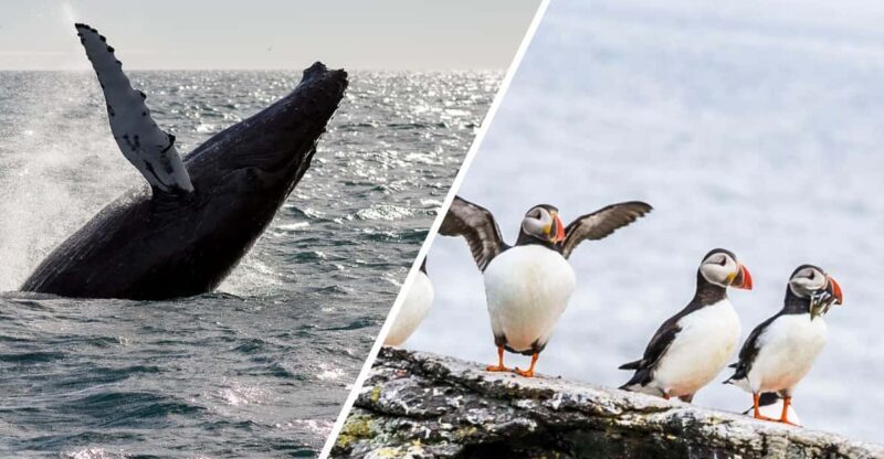 Reykjavik: Whale Watching and Puffin Excursion - A Detailed Look at the Reykjavik Whale Watching and Puffin Excursion
