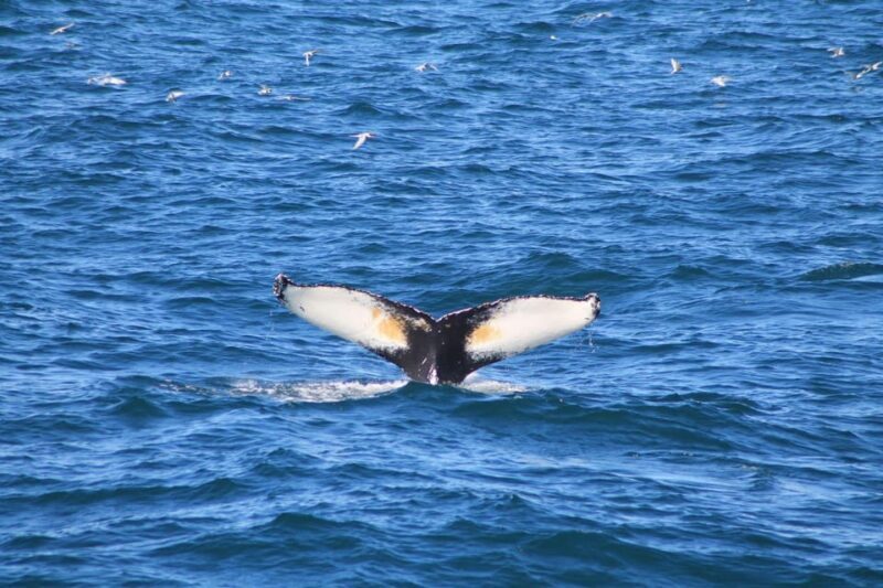 Reykjavík: Whale Watching Cruise and FlyOver Combo Ticket - The Sum Up