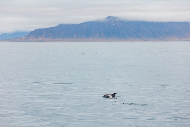 Reykjavík: Whale Watching Cruise on the Amelia Rose Yacht - Reykjavík: Whale Watching Cruise on the Amelia Rose Yacht