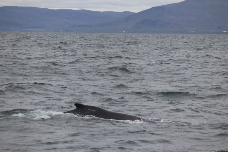 Reykjavik: Whale Watching Excursion & Whale Exhibition - Discover the Magic of Iceland’s Marine World: Whale Watching & Whale Exhibition in Reykjavik