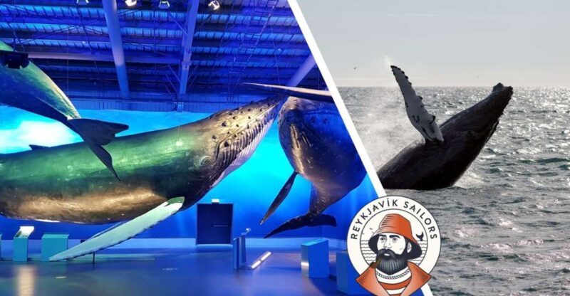 Reykjavik: Whale Watching Excursion & Whale Exhibition - Summary of What We Found Out