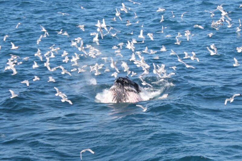 Reykjavik: Whale Watching Excursion & Whale Exhibition - Final Thoughts: Who Should Consider This Tour?