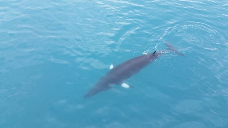 Reykjavik: Whale Watching Excursion & Whale Exhibition - FAQ