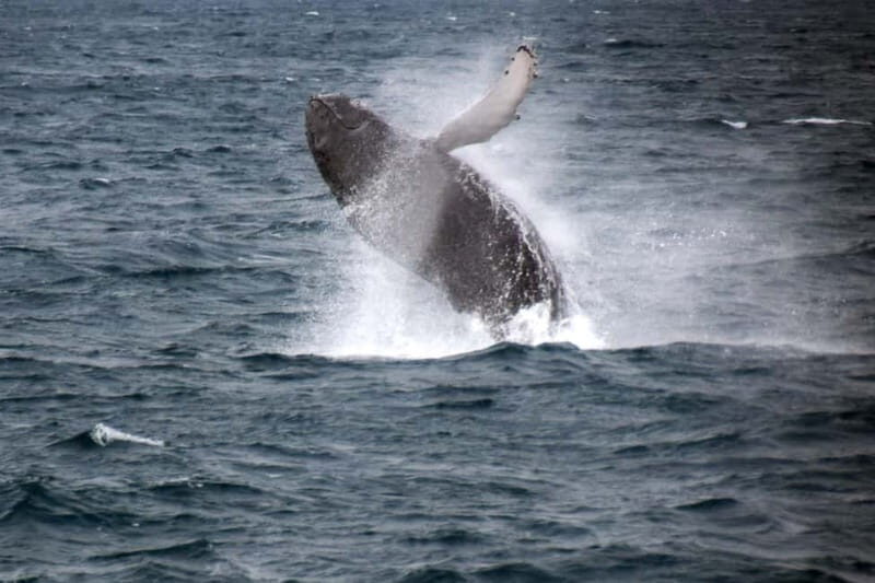 Reykjavik: Whale Watching Express - Reykjavik: Whale Watching Express — A Practical Guide for Curious Travelers