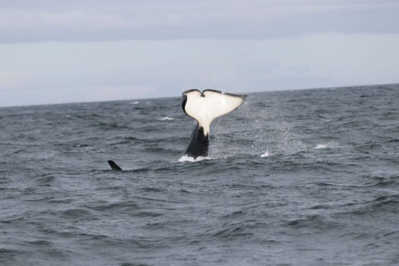 Reykjavik: Whale Watching in Faxaflói Bay & Live Lava Show - An In-Depth Look at the Reykjavik Whale Watching & Lava Show Experience