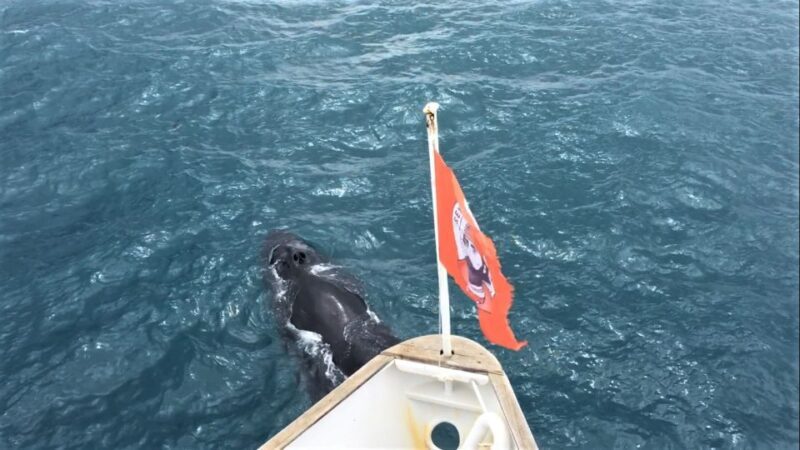 Reykjavik: Whale Watching in Faxaflói Bay & Live Lava Show - FAQ