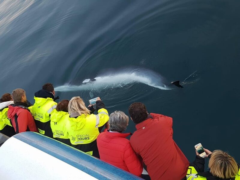 Reykjavik: Whale Watching & Lava Show - Key Points