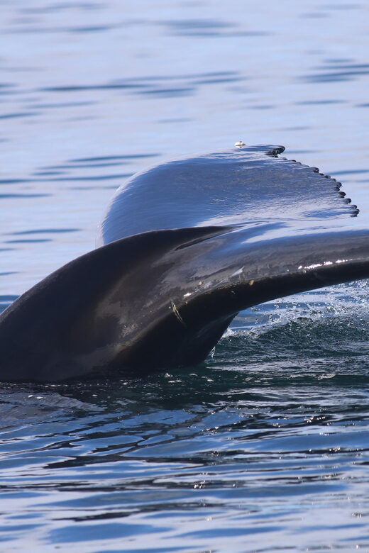Reykjavik: Whale Watching Morning Expedition - Key Points
