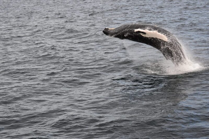 Reykjavik: Whale Watching Morning Expedition - FAQs