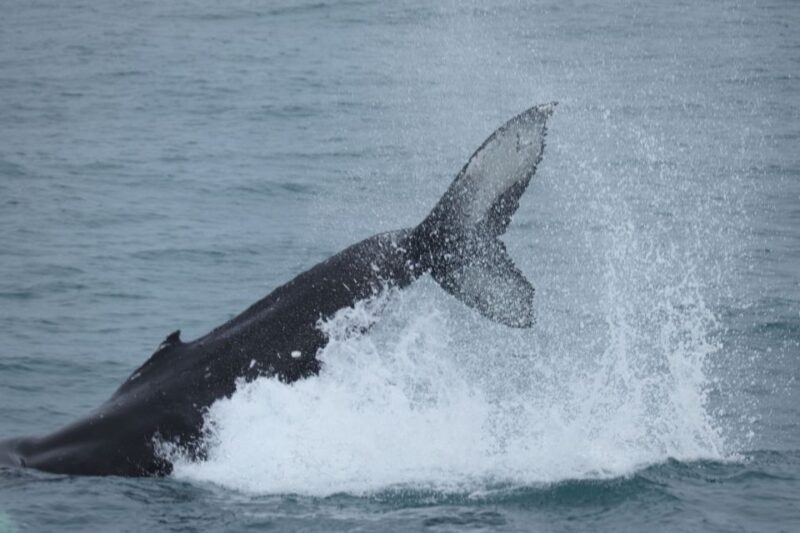 Reykjavik: Whale Watching & Northern Lights Combo Cruise - Key Points