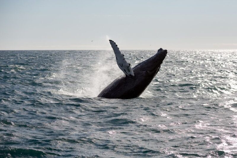 Reykjavik: Whale Watching & Northern Lights Combo Cruise - FAQ