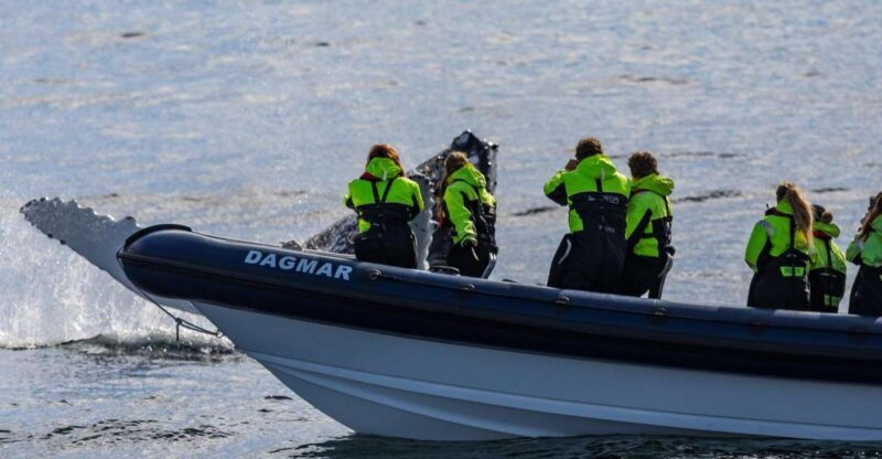 Reykjavik: Whale Watching Tour by RIB Boat - Reykjavik: Whale Watching Tour by RIB Boat