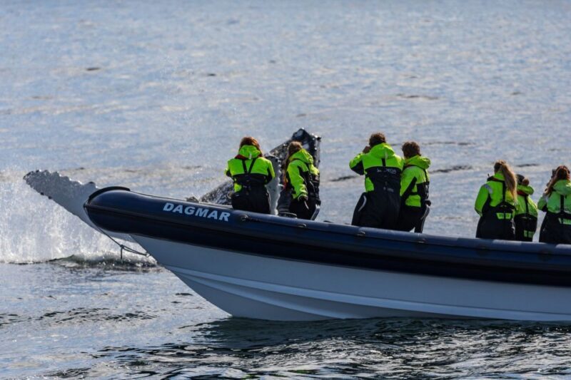 Reykjavik: Whale Watching Tour by RIB Boat - Key Points