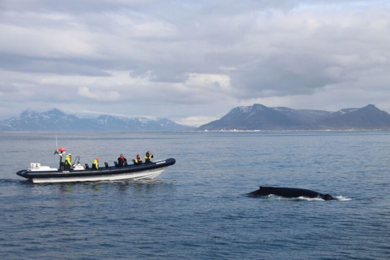 Reykjavik: Whale Watching Tour by RIB Boat - Frequently Asked Questions