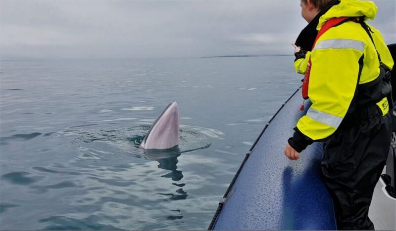 Reykjavik: Whale Watching Tour by RIB Boat - Final Thoughts