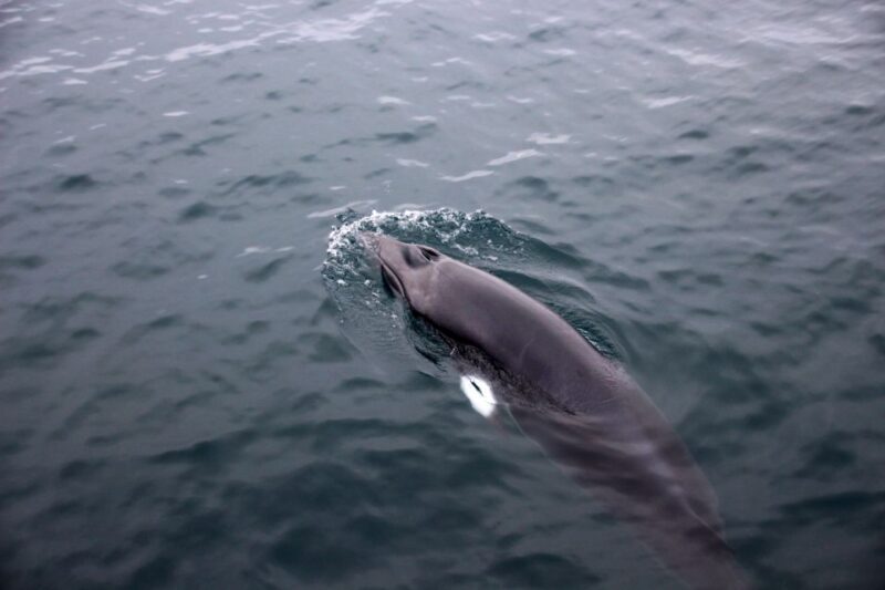 Reykjavik: Whale Watching Tour by RIB Boat - Summary