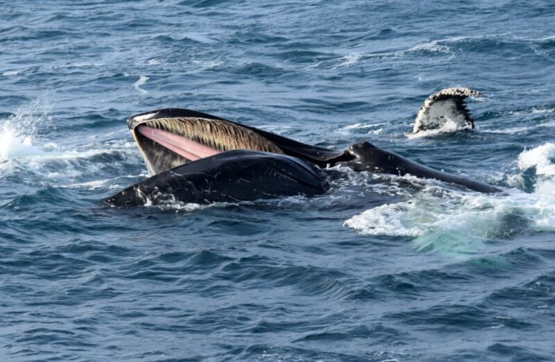 Reykjavik: Whale Watching Tour, Whales of Iceland Exhibition - FAQs
