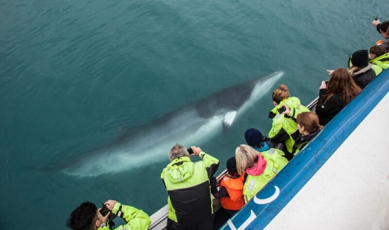 Reykjavik: Whale Watching Tour, Whales of Iceland Exhibition - Final Thoughts