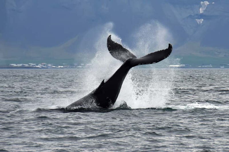Reykjavik: Whale Watching Tour with Expert Guide - Pricing and Value