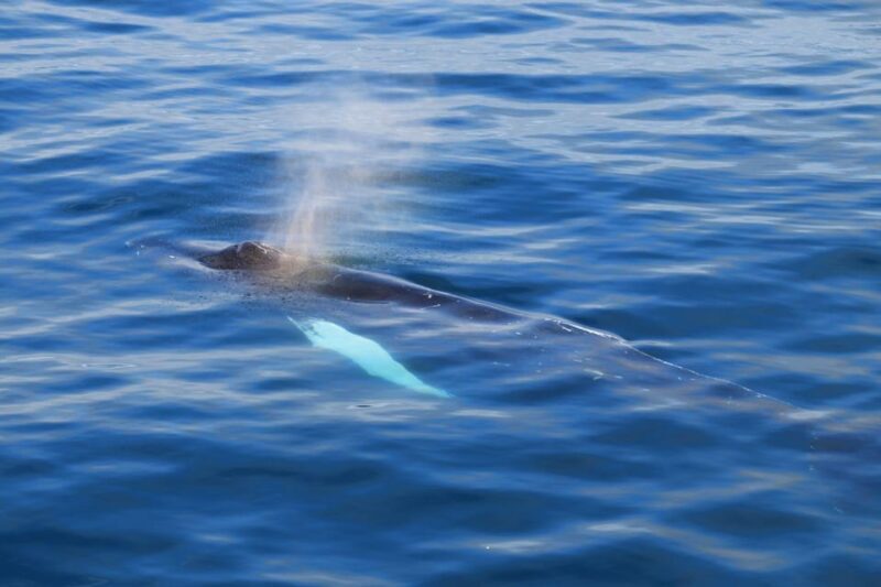 Reykjavik: Whale Watching Tour with Express Option - Reykjavik: Whale Watching Tour with Express Option — A Detailed Look