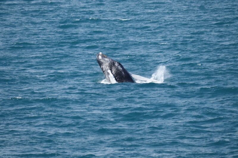 Reykjavik: Whale Watching Tour with Express Option - Authentic Experiences and Traveler Insights