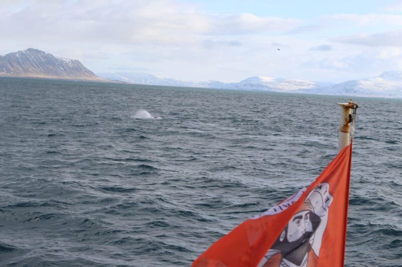 Reykjavik: Whale Watching Tour with Express Option - Transportation, Timing, and Practicalities