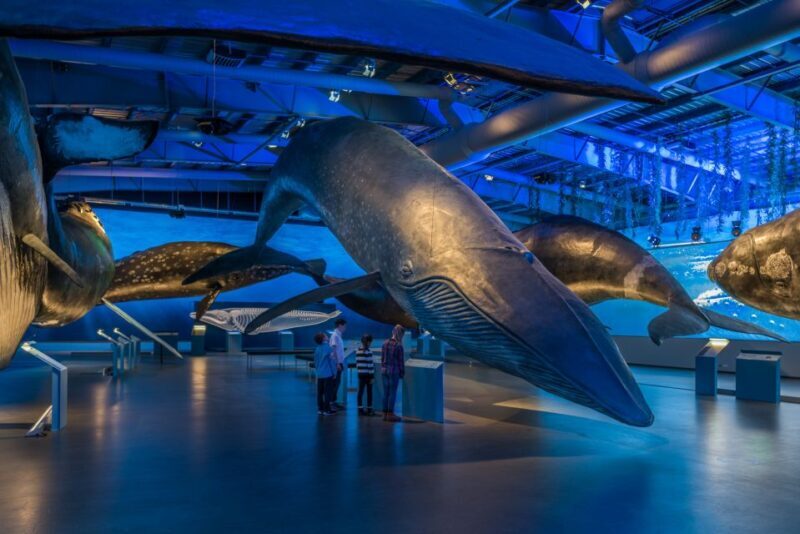 Reykjavik: Whales of Iceland Museum Entrance Ticket - Reykjavik: Whales of Iceland Museum Entrance Ticket — An In-Depth Review