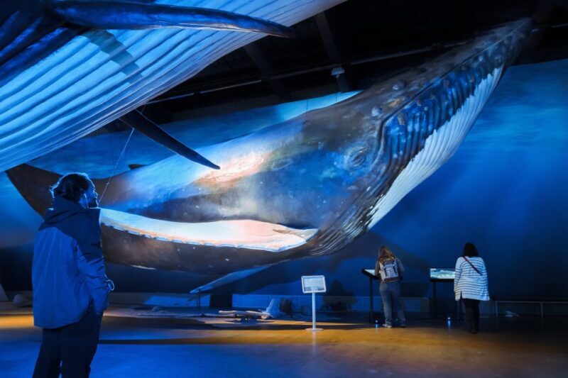 Reykjavik: Whales of Iceland Museum Entrance Ticket - Who Will Love This Experience?