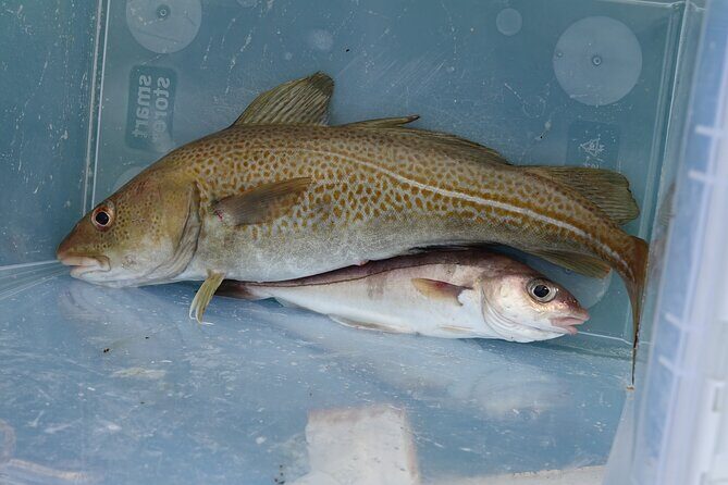 Reykjavik's Finest Catch: Guided Sea Angling Tour for All Levels - Final Thoughts