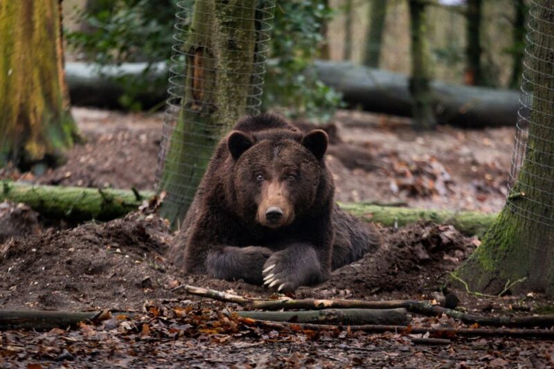 Rhenen: Ouwehands Zoo Entry Ticket - Who Should Visit?