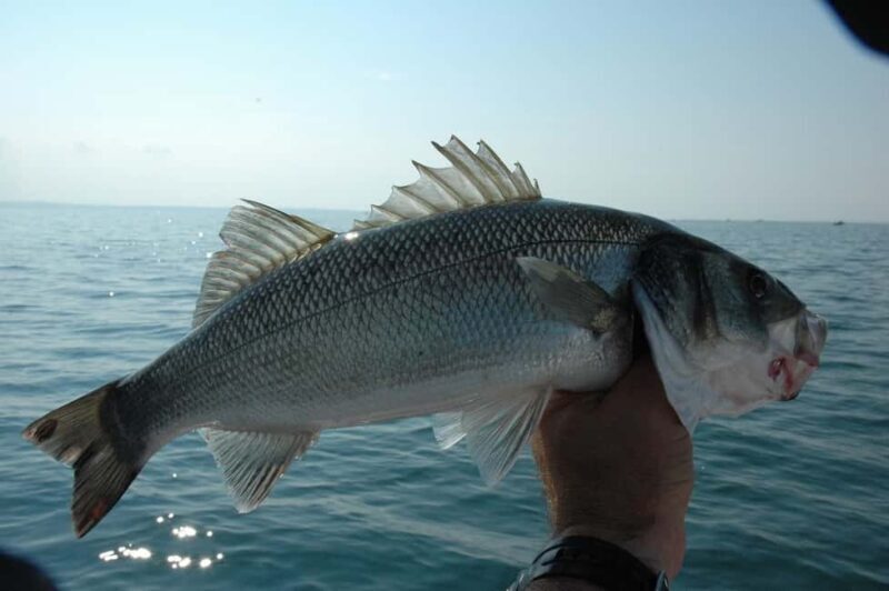 Rhodes: 4 Hour Private Boat Fishing Trip with Equipment - Who Would Love This Experience?