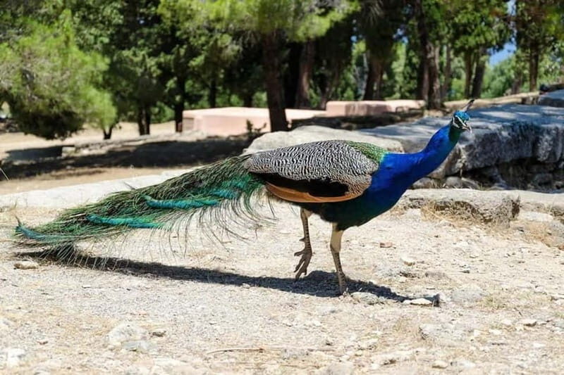 Rhodes: Butterfly Valley and Filerimos Hill Bus Trip - An In-Depth Look at the Rhodes Butterfly Valley and Filerimos Hill Bus Trip