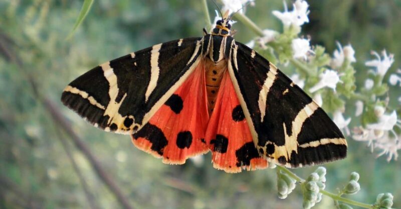 Rhodes: Butterfly Valley & Wine Tasting Tour (Small Group) - A Deep Dive into the Rhodes Butterfly Valley & Wine Tasting Tour