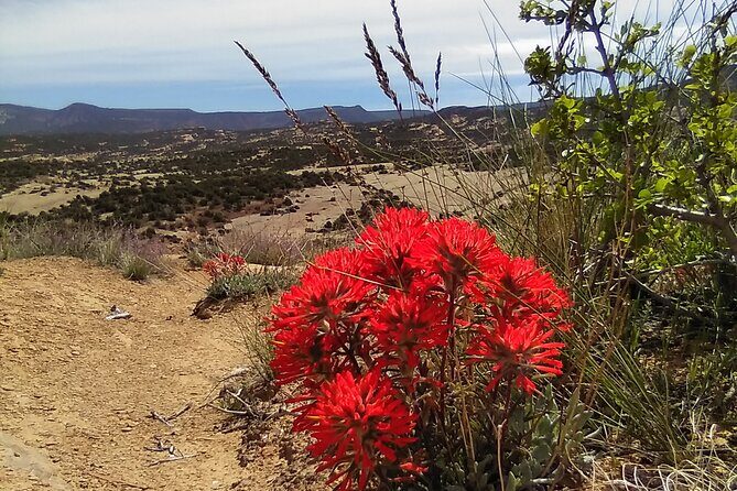 Rhodes Off Road Adventures Guided Jeep Tour from Rock Crawling to Petroglyphs - Key Points